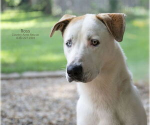 Medium Huskies -Retriever  Mix