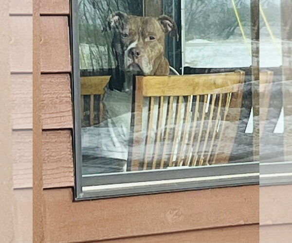 Medium Photo #16 Staffordshire Bull Terrier-Unknown Mix Puppy For Sale in Princeton, MN, USA