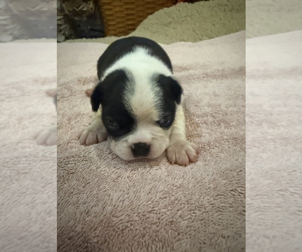 Medium Photo #1 Boston Terrier Puppy For Sale in FREDONIA, KS, USA