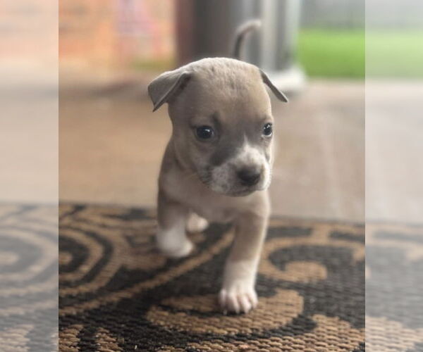 Medium Photo #7 Bullboxer Pit Puppy For Sale in OKLAHOMA CITY, OK, USA