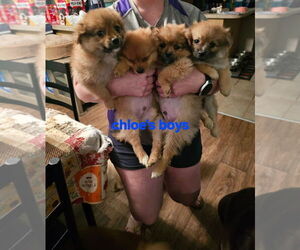Chiranian Dogs for adoption in CHILLICOTHE, OH, USA