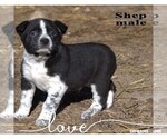Small #3 Australian Cattle Dog-Border Collie Mix
