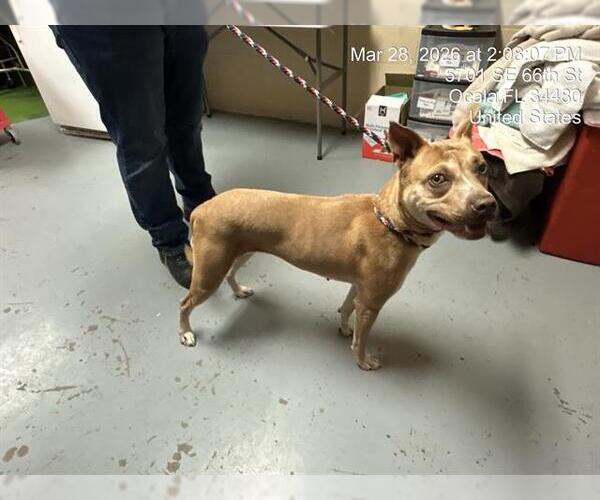 Medium Photo #1 American Pit Bull Terrier-Labrador Retriever Mix Puppy For Sale in Ocala, FL, USA
