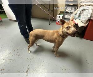 American Pit Bull Terrier-Labrador Retriever Mix Dogs for adoption in Ocala, FL, USA