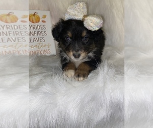 Australian Shepherd Puppy for sale in BEECH GROVE, IN, USA