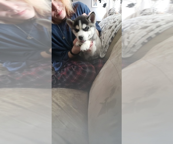 Medium Photo #8 Siberian Husky Puppy For Sale in FREELAND, MI, USA