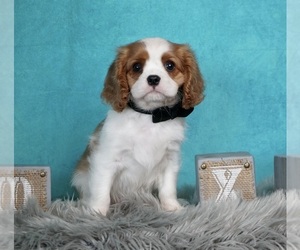 Medium Cavalier King Charles Spaniel