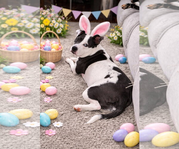Medium Photo #9 American Pit Bull Terrier-Unknown Mix Puppy For Sale in Germantown, OH, USA
