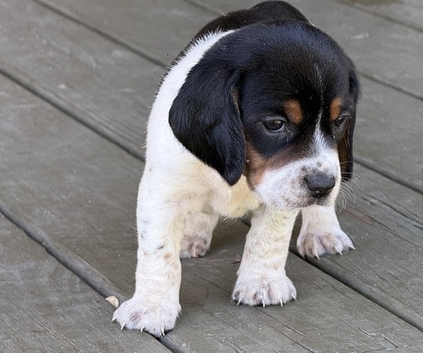Medium Photo #3 Beagle Puppy For Sale in LEE, FL, USA