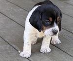 Puppy Puppy 2 Beagle