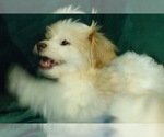 Small Photo #5 Havanese Puppy For Sale in FENTON, MO, USA