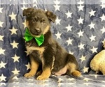 Small Photo #2 Australian Shepherd-German Shepherd Dog Mix Puppy For Sale in LANCASTER, PA, USA