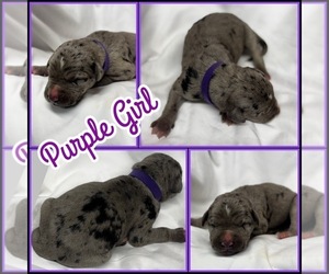 Great Dane Puppy for sale in MARSHVILLE, NC, USA