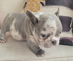 Small #8 French Bulldog