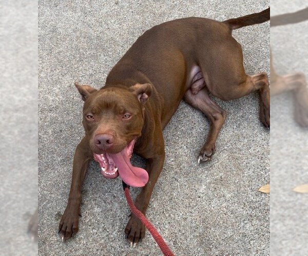 Medium Photo #5 American Staffordshire Terrier-Labrador Retriever Mix Puppy For Sale in Rosenberg, TX, USA