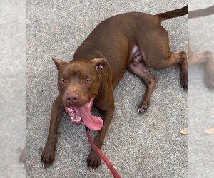 Rossi - Male American Staffordshire Terrier-Labrador Retriever Mix Dog for Adoption - Photo #5