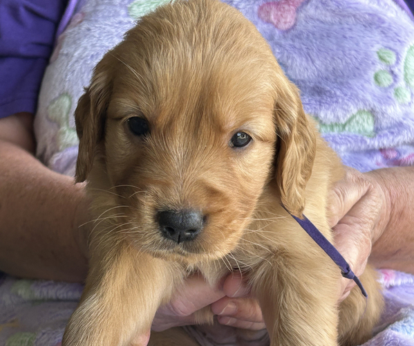 Medium Photo #1 Golden Retriever Puppy For Sale in BURLESON, TX, USA