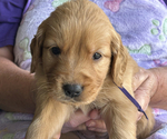 Puppy Purple Girl Golden Retriever