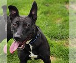 Small #1 American Pit Bull Terrier Mix