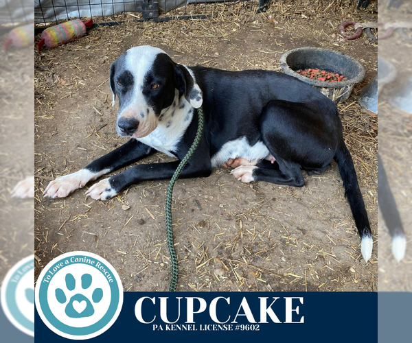 Medium Photo #3 Labrador Retriever-Unknown Mix Puppy For Sale in Kimberton, PA, USA