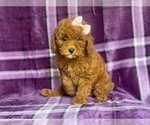 Small #1 Poodle (Miniature)