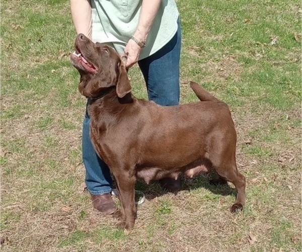 Medium Photo #18 Labrador Retriever Puppy For Sale in ORANGE, MA, USA