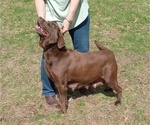Small #17 Labrador Retriever