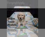 Small Photo #4 Goldendoodle Puppy For Sale in GR, MI, USA