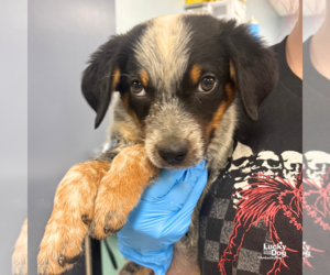 Mutt Dogs for adoption in Washington, DC, USA