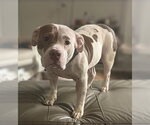 Small #1 American Pit Bull Terrier-Bull Terrier Mix
