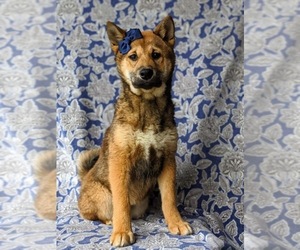 Shiba Inu Puppy for sale in KIRKWOOD, PA, USA