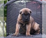 Small #2 Cane Corso