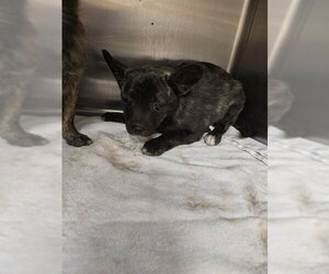 Mutt Dogs for adoption in Rancho Cucamonga, CA, USA