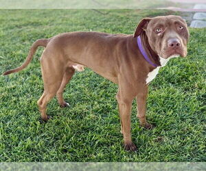 Mutt Dogs for adoption in Riverside, CA, USA