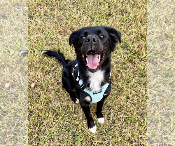 Medium Photo #2 Borador Puppy For Sale in Germantown, OH, USA