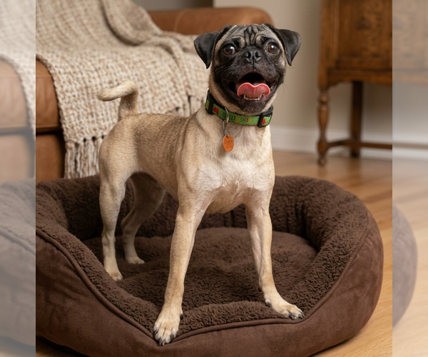 Medium Photo #1 Pug-Unknown Mix Puppy For Sale in Vail, AZ, USA
