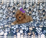 Small #2 Cavapoo (Miniature)