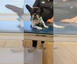 Small #2 French Bulldog