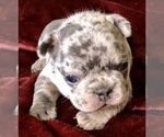 Small Photo #4 French Bulldog Puppy For Sale in BUCKS BAR, CA, USA