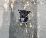 Puppy Goblin Alaskan Husky-German Shepherd Dog Mix