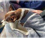 Small #3 Chihuahua Mix