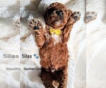 Small Photo #84 Goldendoodle (Miniature) Puppy For Sale in GASTONIA, NC, USA