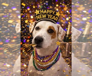 Labrador Retriever Dogs for adoption in Westminster, MD, USA