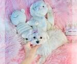 Small #3 Maltese