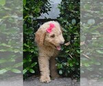 Small Photo #8 Goldendoodle Puppy For Sale in LIVE OAK, FL, USA