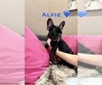 Small #3 French Bulldog