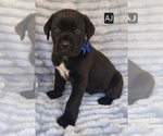 Small #1 Cane Corso