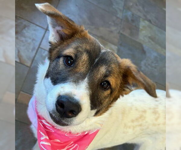 Medium Photo #4 Australian Shepherd-Unknown Mix Puppy For Sale in Arlington, VA, USA