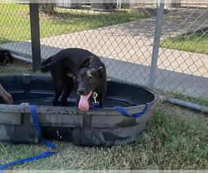 Labrador Retriever-Unknown Mix Dogs for adoption in Corpus Christi, TX, USA