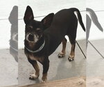 Small Photo #2 Chihuahua-Unknown Mix Puppy For Sale in oakland, FL, USA